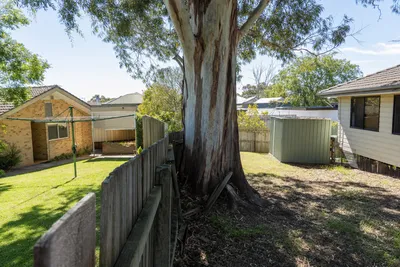 Boundary tree growing on a shared fence line in Bendigo