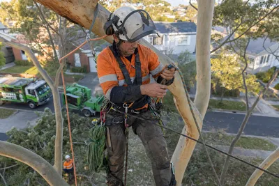 Qualified arborist working with a two rope climbing system in a backyard eucalyptus in Bendigo