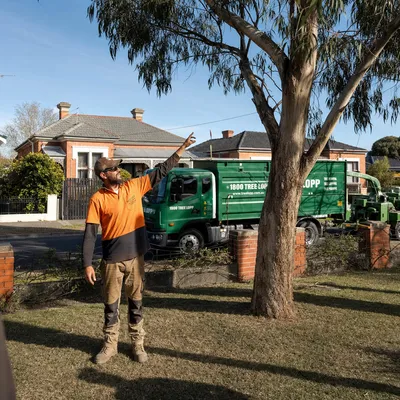 Tree Removal pricing in Bendigo