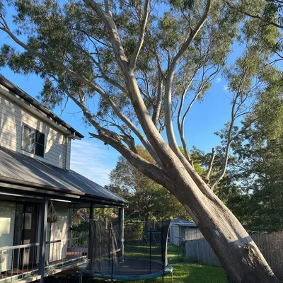 Before: Leaning red gum, sectional dismantling over a shed, Bendigo