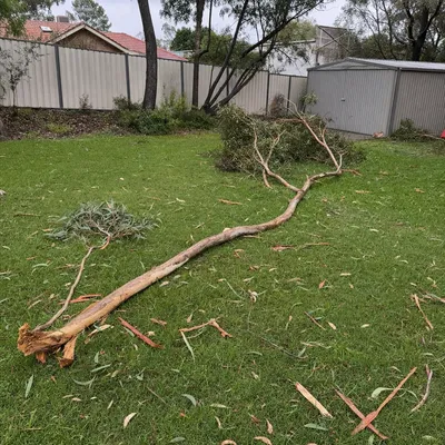 Before: Summer limb drop, emergency cleanup, Bendigo