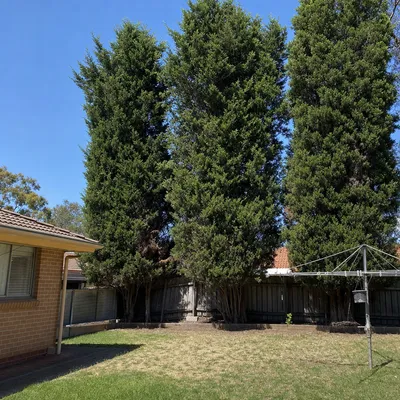 Before: Peppercorn removal, cracked driveway slab, Bendigo
