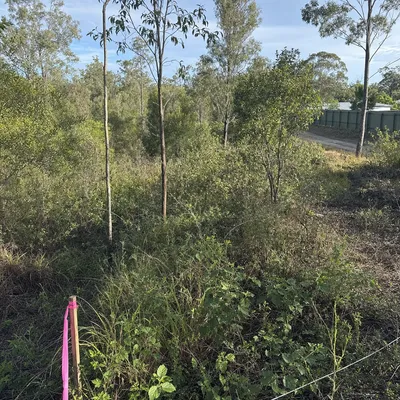 Before: Defendable space clearing, fire season prep, Bendigo