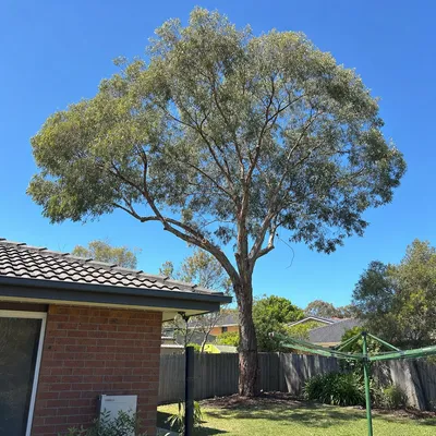 After: Ironbark crown reduction, powerline clearance, Bendigo