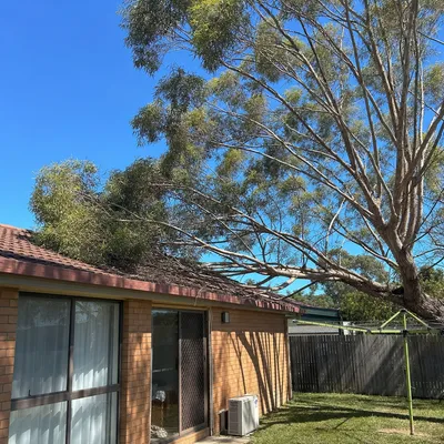 Before: Ironbark crown reduction, powerline clearance, Bendigo