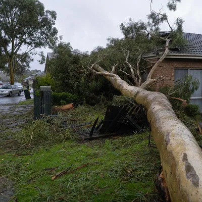 Emergency Tree Services in Bendigo. 24/7 callouts for storm-dropped limbs, split trunks and dangerous trees across Bendigo and the surrounding goldfields suburbs.